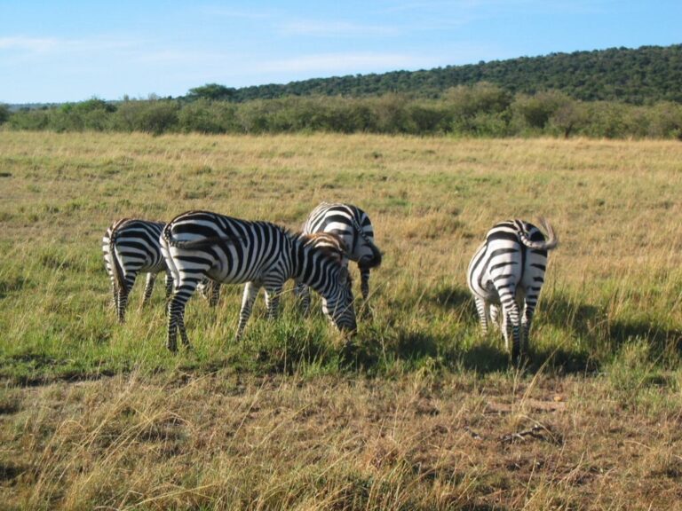 Home Page - Hirola Africa Tours