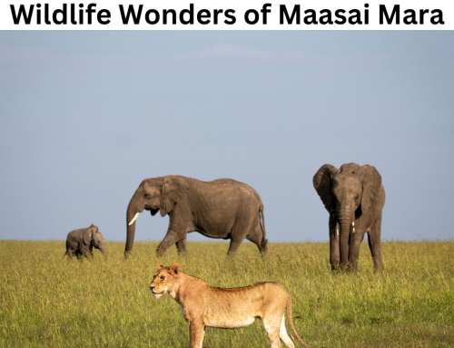 Wildlife Wonders of Maasai Mara with Hirola Africa Tours