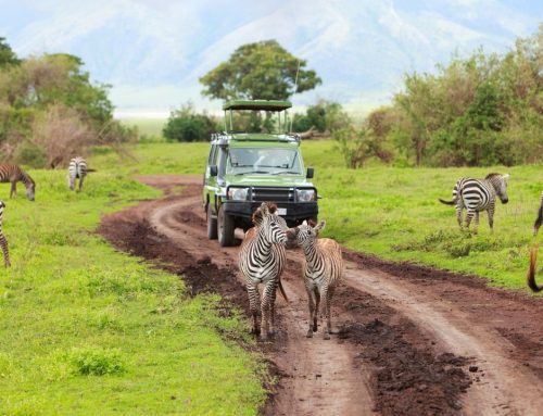 Game Drives in Kenya