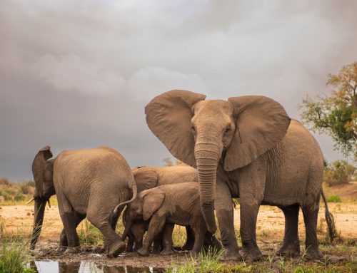 Amboseli National Park Safaris